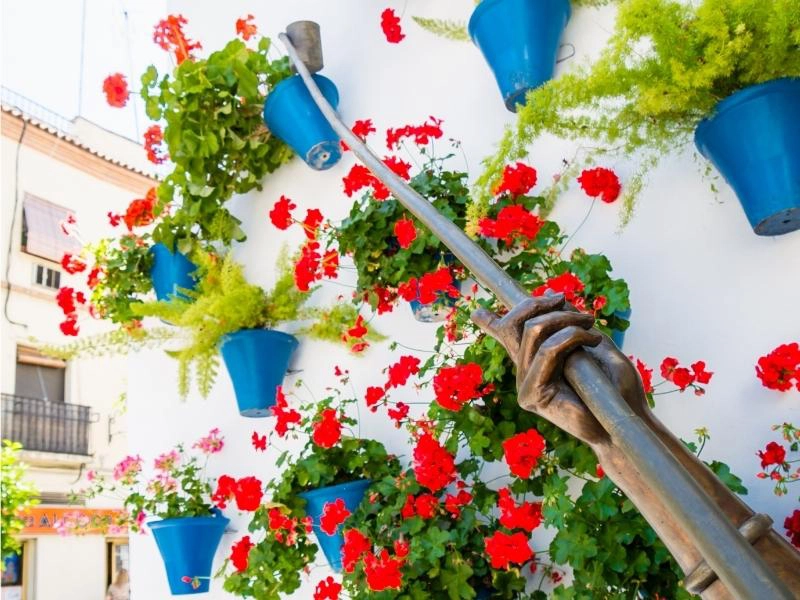 red geranium flowers in blue pots fixed to a white wall