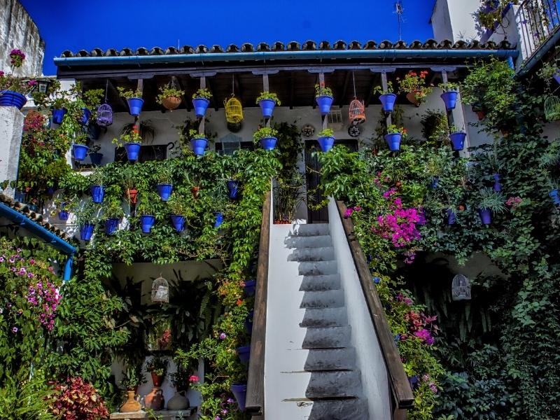 hanging plants in blue pots with white stairs from a courtyard