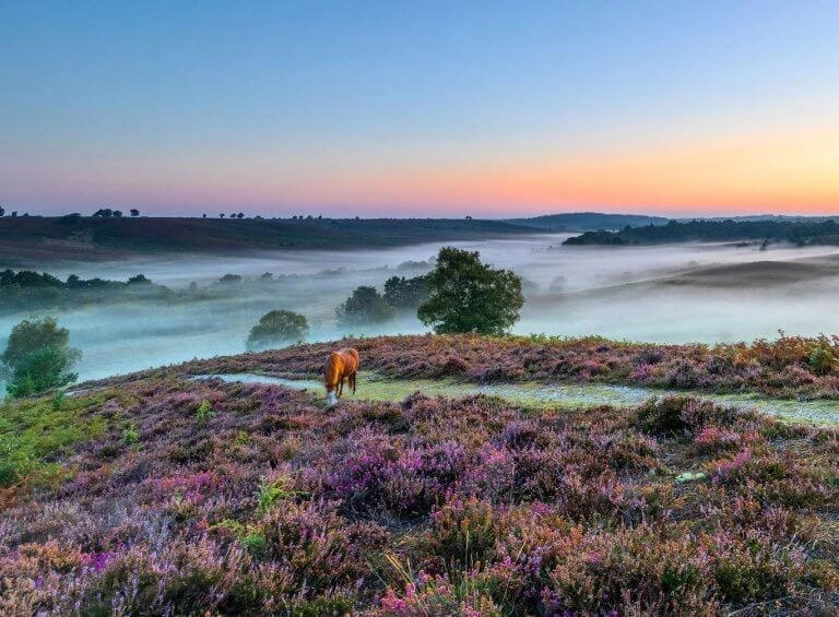 Top 16 New Forest Outdoor Activities