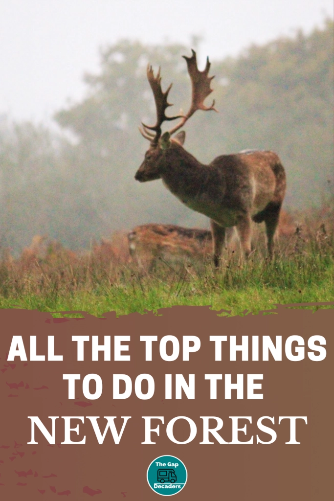 Top things to do in the New Forest