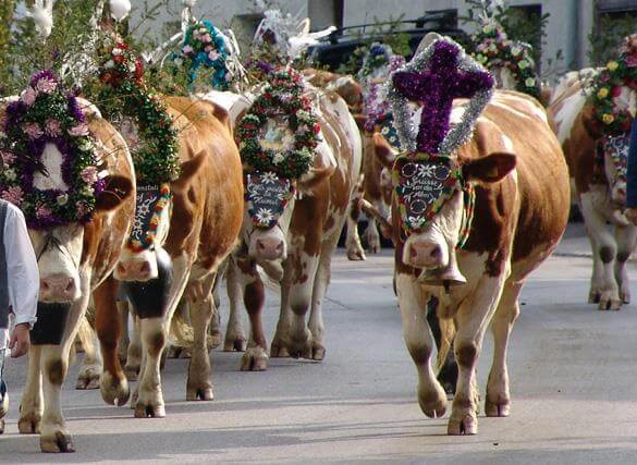 Cow Festival Zillertal Tirol Austria