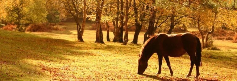 The New Forest UK, one of the best European vacations in autumn
