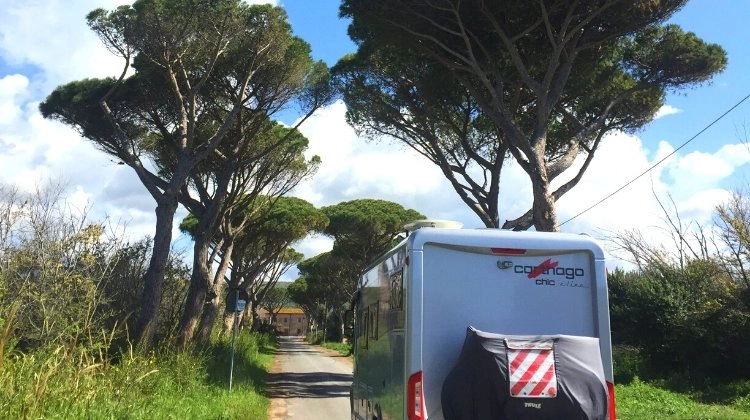 motorhome on a road passing under an avenue of umberella pine trees