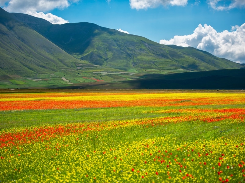 Flowers blooming on plateau Piano Grande, Sibillini National Park, Umbria, Italy