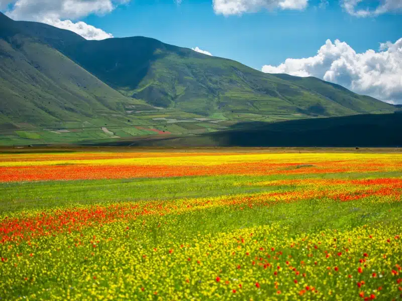 Flowers blooming on plateau Piano Grande, Sibillini National Park, Umbria, Italy