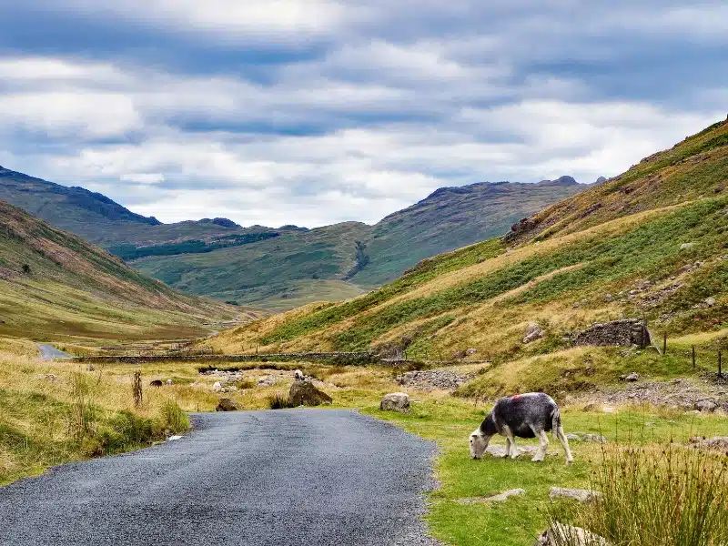 Hardnott Pass in the Lake District dangerous road, difficult moorland terrain and a backdrop of the hills with sheep grazing under overcast skies