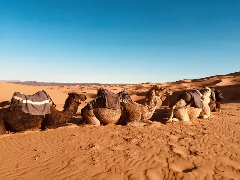 Sahara Desert Morocco