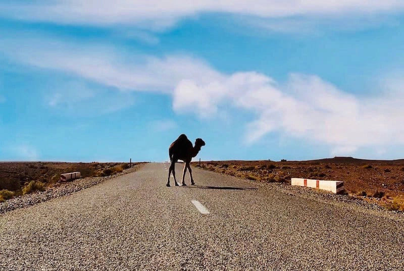 Camel on Moroccan Road