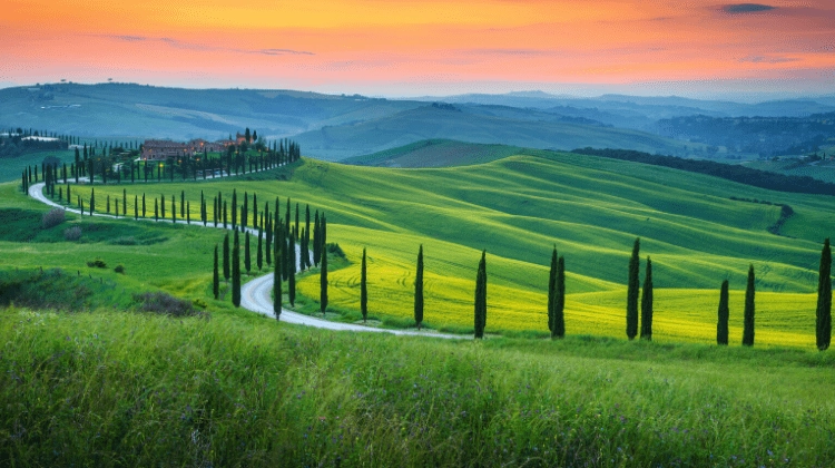 road lined with Italian Cypress trees winding through green fields with an orange sunset sky