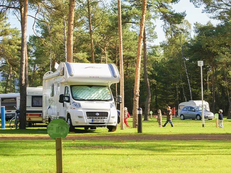 Motorhomes parked on a grassy field with pine trees