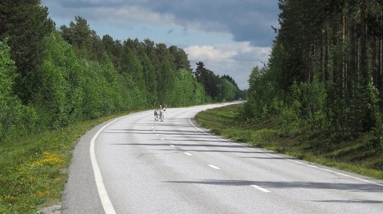 Moose on the road in Norway