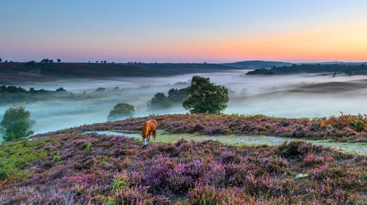 new forest pony standing on a heather covered mound surrounded by mist