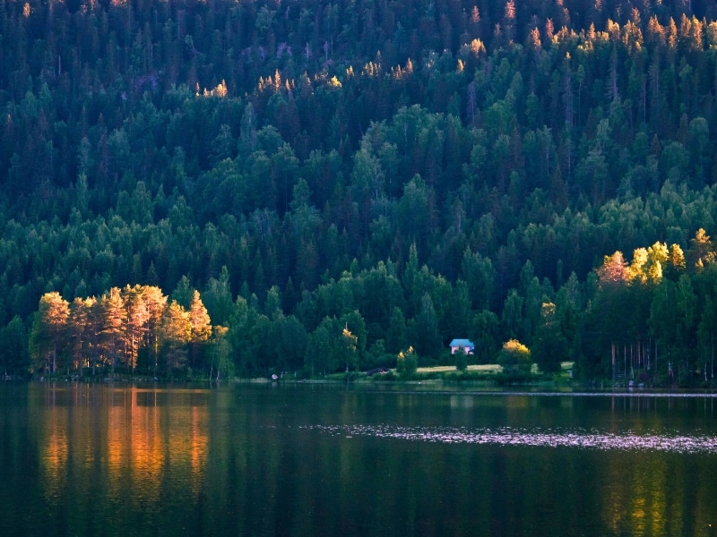 dark lake and forest with autumn trees highlighted by the sun