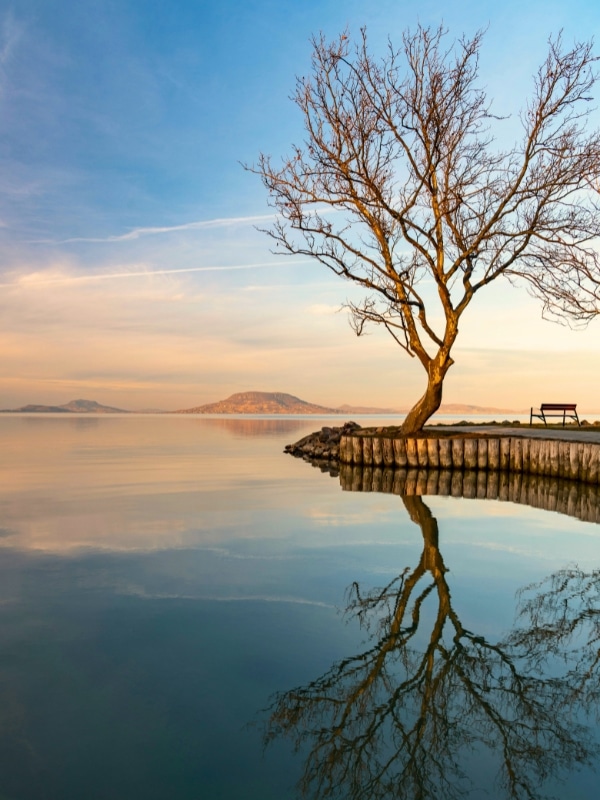 A lone autumn tree with a bench on the shore of a lake 