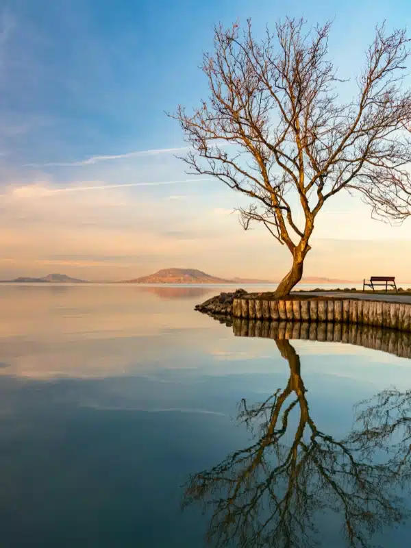 A lone autumn tree with a bench on the shore of a lake 