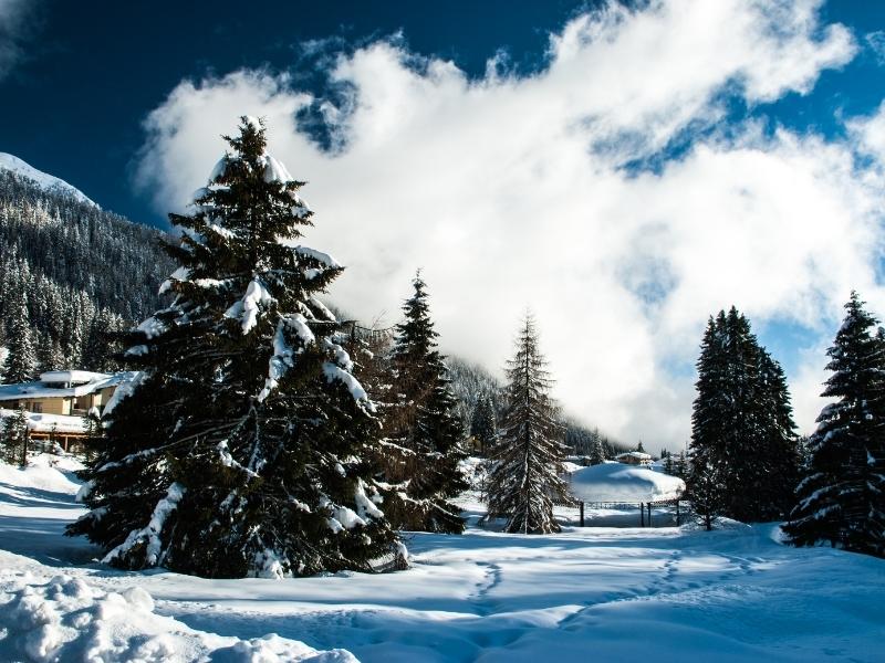 Snow covered fir trees on a mountainside