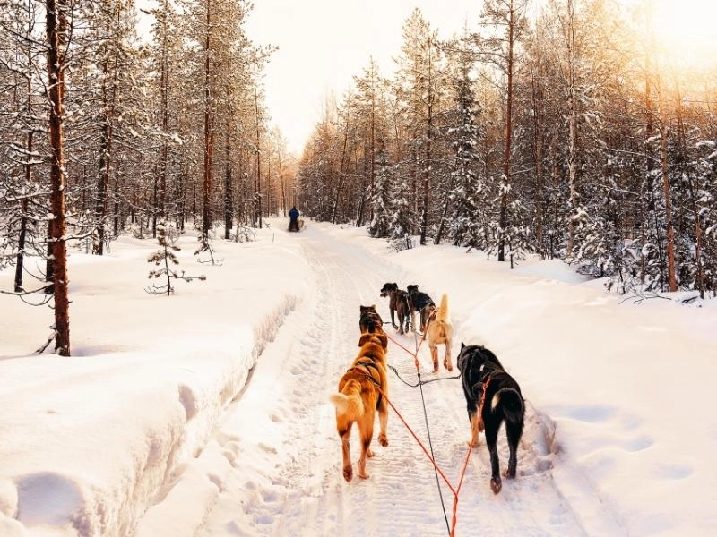 Sled dogs in snow surrouned by trees