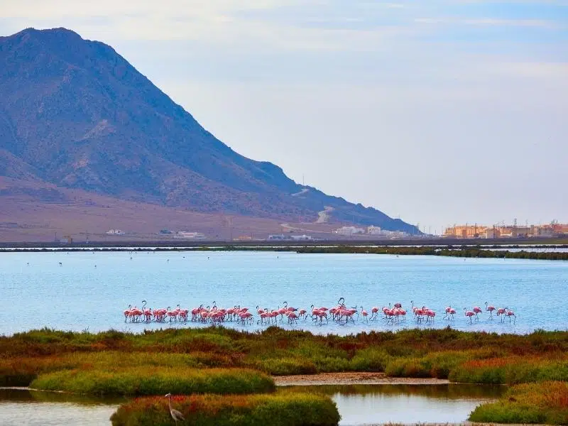 pink fmaingoes in blue water with a mountain in the background