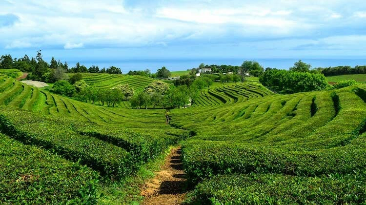 Lush green plantations and fields with a blue sky in the Azores Portugal