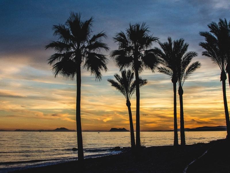 Palm trees on a beach with an orange sunset