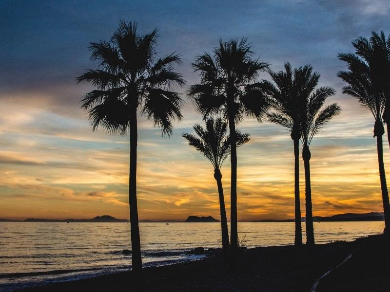 Palm trees on a beach with an orange sunset