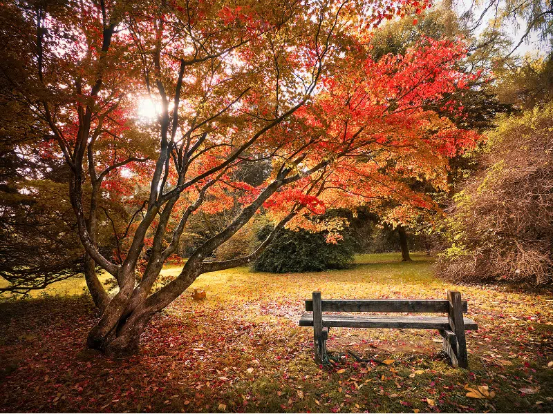 wooden bench under an autumn tree or red and orange leaves