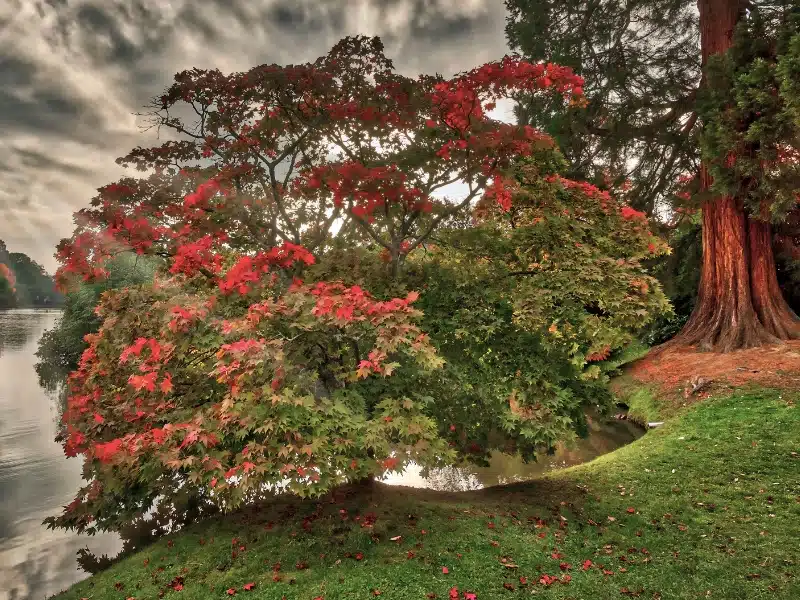 bushy tree with bright red leaves by a lake with a giant redwood in the background