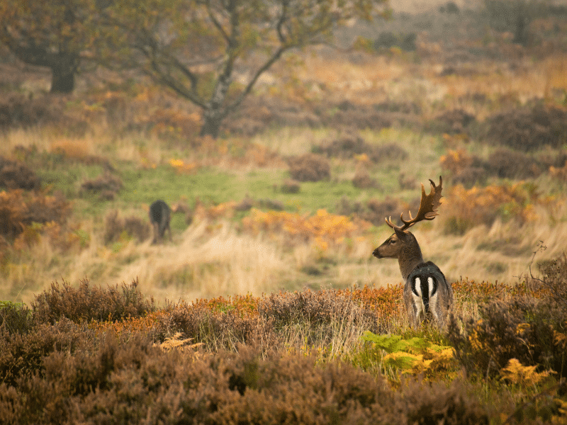 Fallow dear with bacl. andwhite striped rump and large antlers