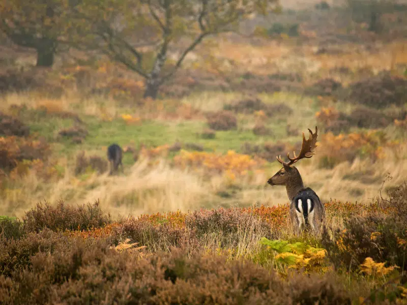 Fallow dear with bacl. andwhite striped rump and large antlers