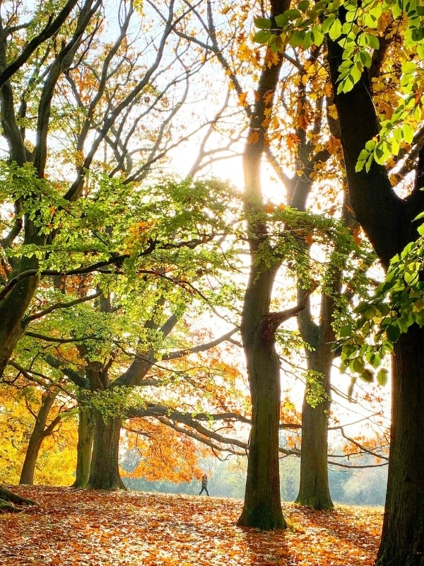 ancient oaks shedding their leaves as a man walks along. apath beneath them