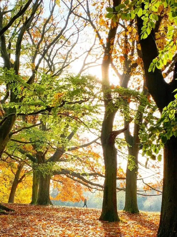 ancient oaks shedding their leaves as a man walks along. apath beneath them