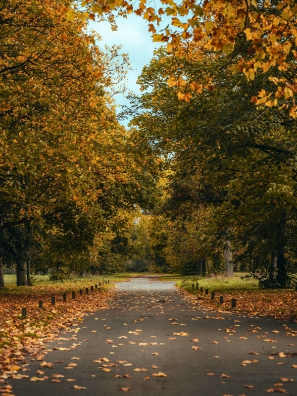 mature trees in autumn line a formal  path covered with leaves