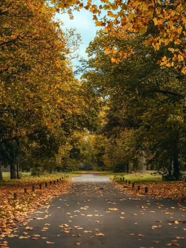 mature trees in autumn line a formal  path covered with leaves