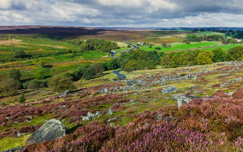 heather blooming across rolling green hills