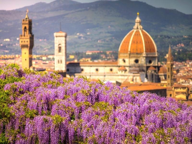 flowering purple Wisteria bush with a domed cathedral and towers in the background