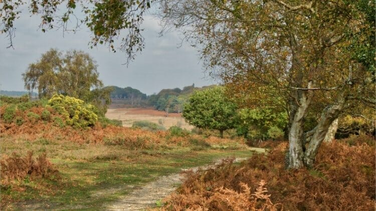 Bracken, heather and trees in the New Forest, England, part of a UK driving tour itinerary