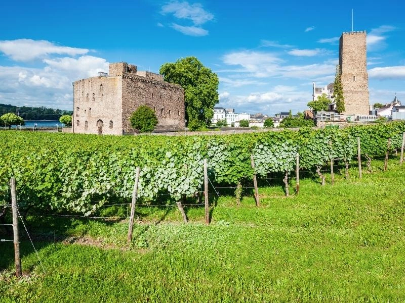 Vineyard and winery in Germany