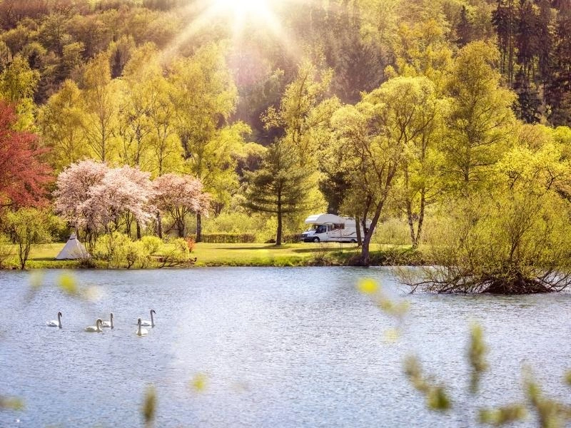 motorhome parked on grass by trees in blossom with a lake and swans