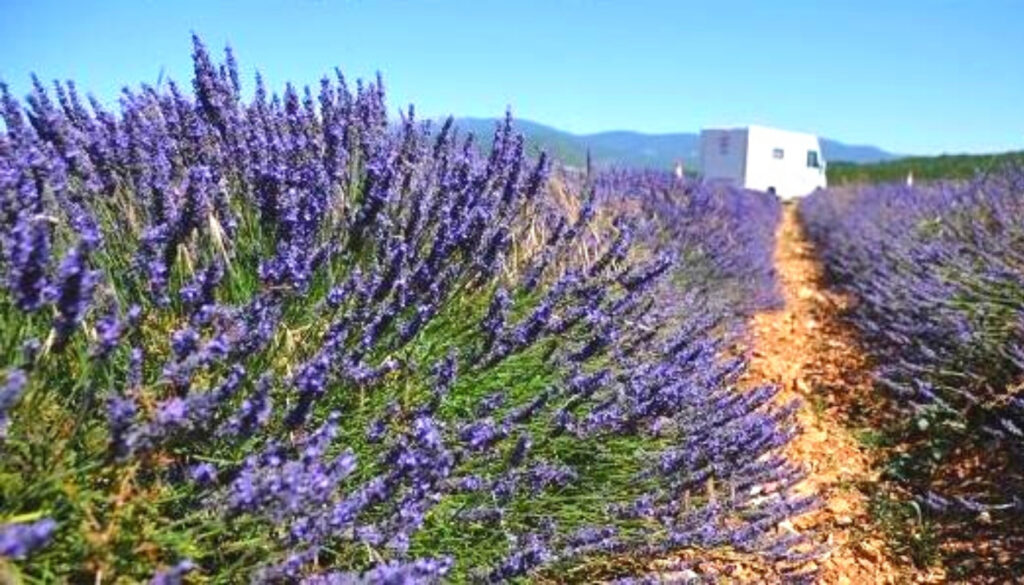 motorhome in a lavender field France