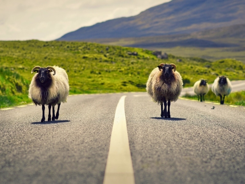 Long haired and horned sheep on a road in Ireland surrouned by green fields