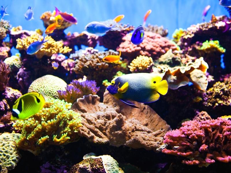 coral reef and tripical fish