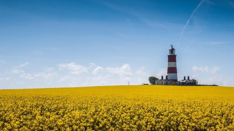 red and white lighthouse surrouned by fields of yellow flowers