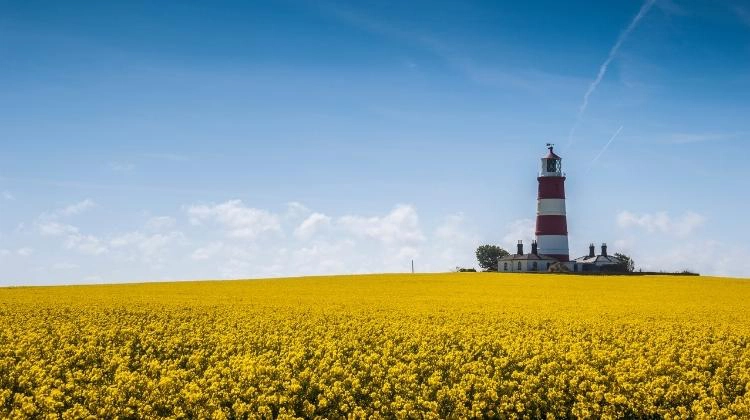 red and white lighthouse surrounded by fields of yellow flowers