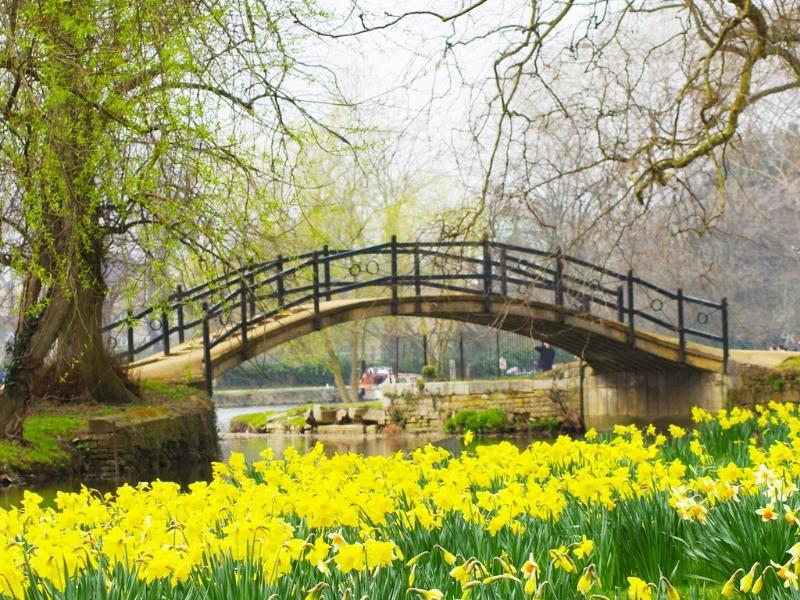 Daffodils in England in spring in front of wrought iron bridge