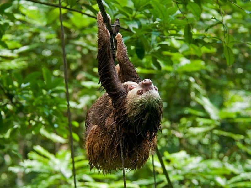 Two toed sloth and baby swining through the trees in Costa Rica
