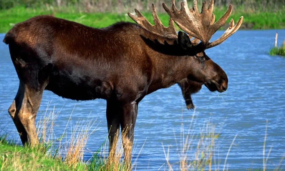 A moose standing by the side of a blue lake