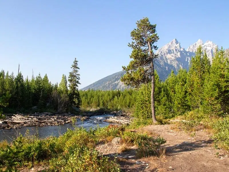 River surrounded by pine trees and mountains in the background, against a blue sky