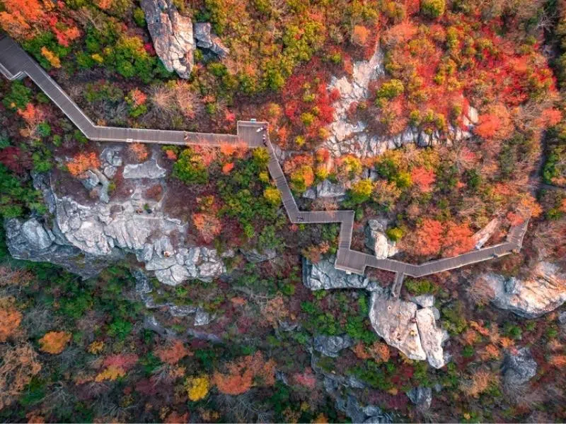 Wooden platforms through the colourful fall trees on the Rough Ridge Overlook Trail in USA. 