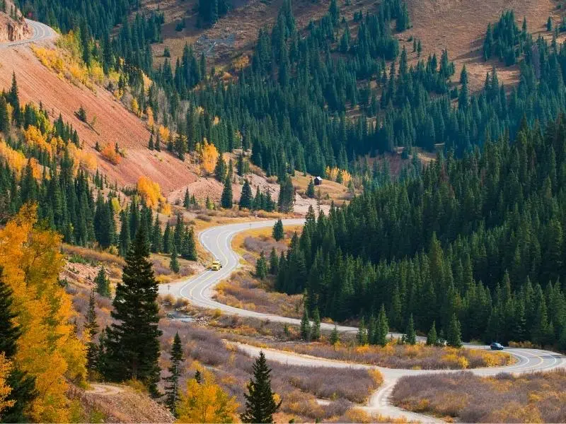 Winding road thrrough fir trees and yellow aspens in fall