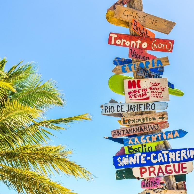 An image of the top of a palm tree next to a sign post, with dozens of signs in different colours pointing to different places. A blue sky is in the background